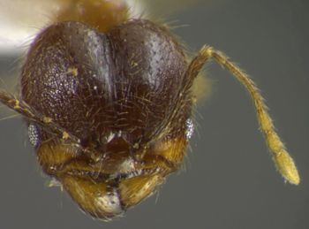 Media type: image;   Entomology 34337 Aspect: head frontal view